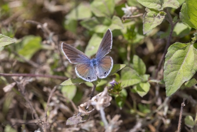Reakirts Blue Butterfly 